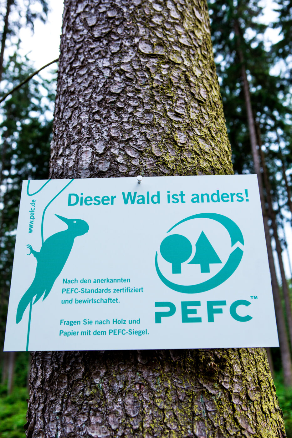 PEFC Deutschland - Dieser Wald ist anders