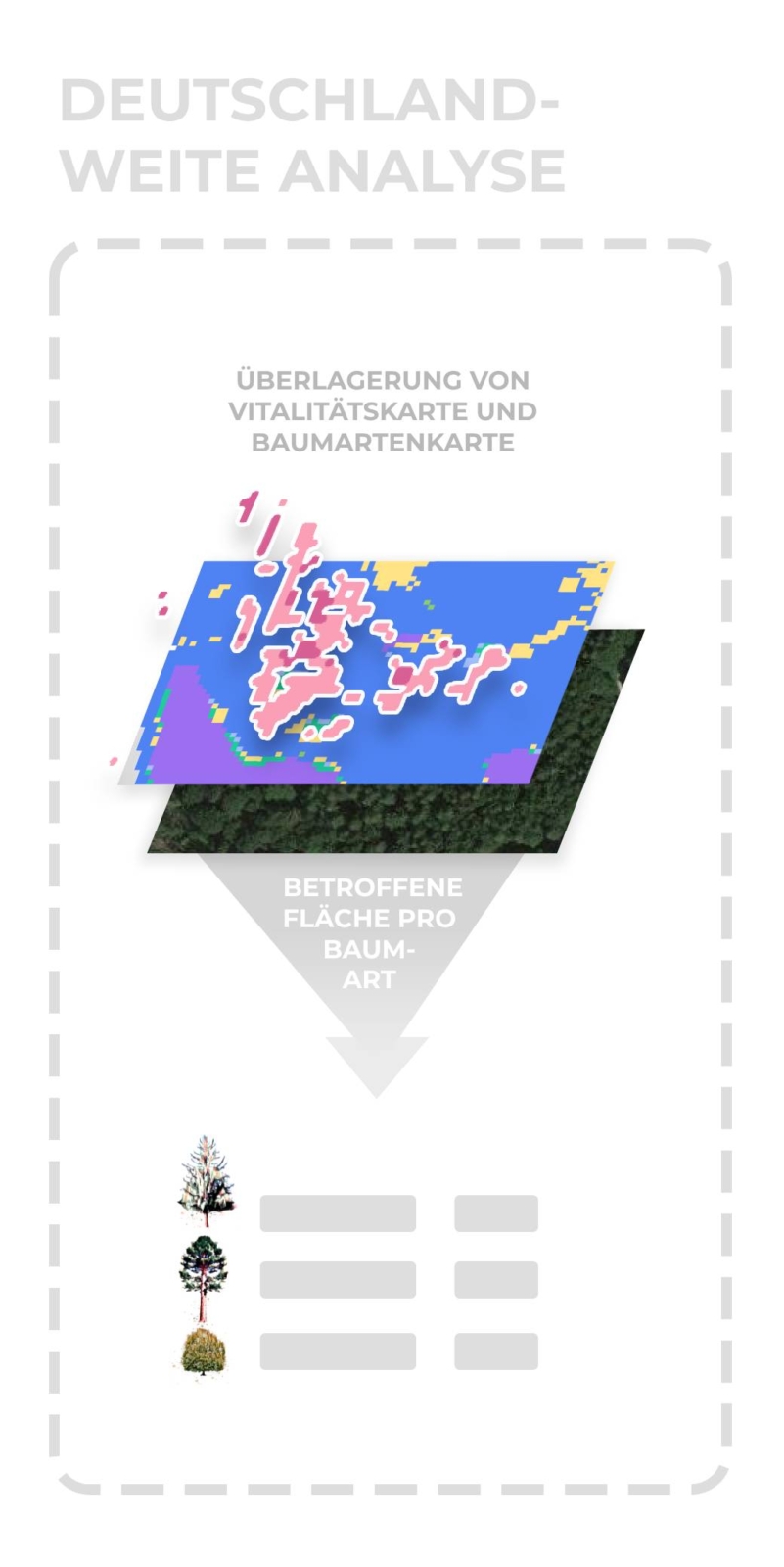 Deutschlandweite Analyse: Überlagerung von Vitalitätskarte und Baumartenkarte